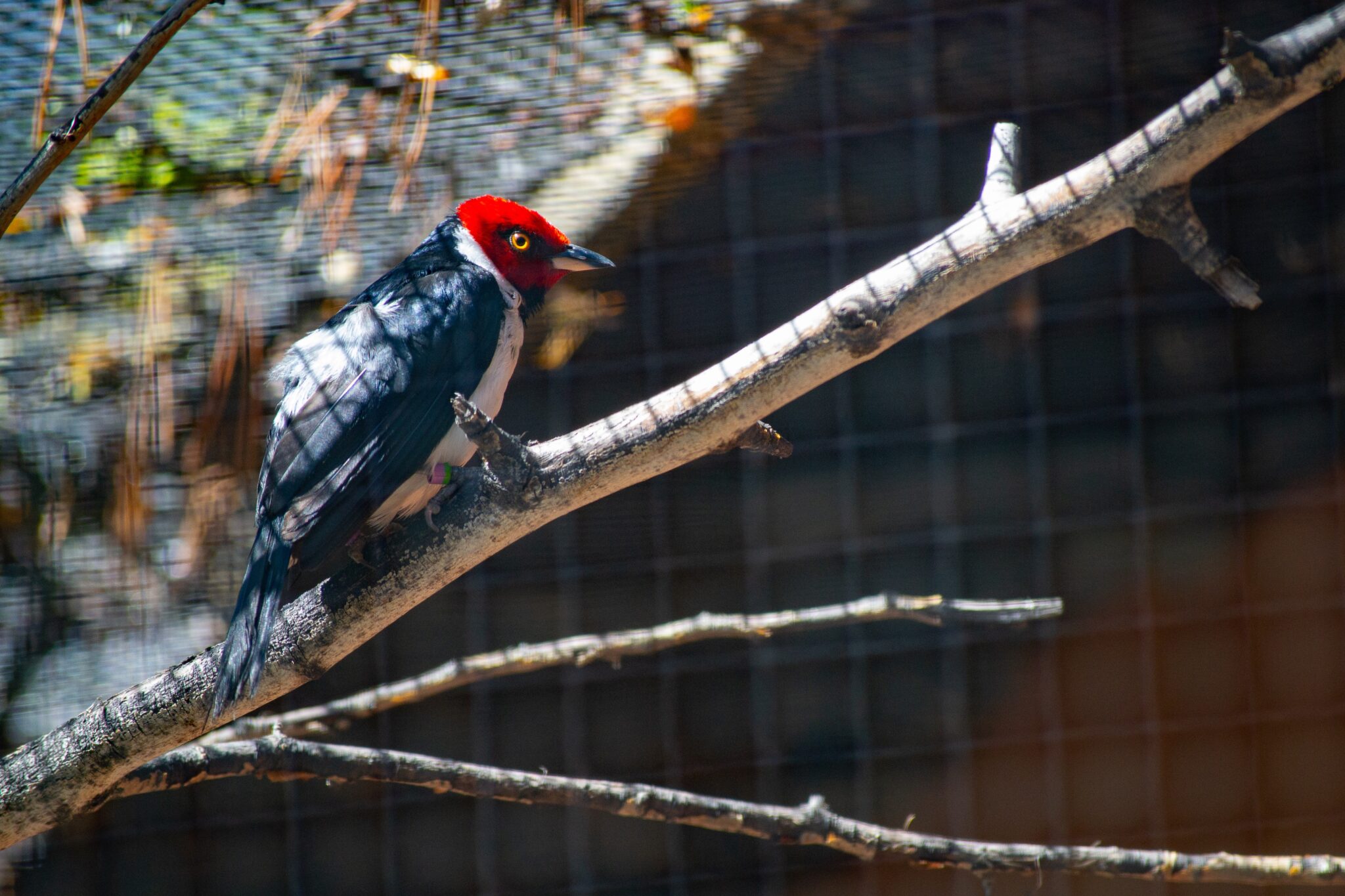 How To Scare Off Woodpeckers In Our Homes - The Freedom Partners
